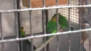 Sterkloop Polokwane Budgies And Lovebirds