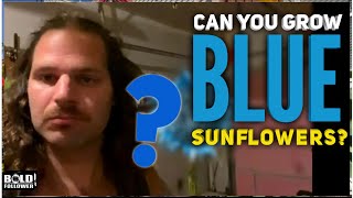 Can You Grow Blue Sunflowers? Midnight Blue Oil Sunflower Review