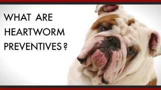 How do Heartworm Preventives Work in Dogs? HD