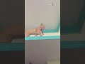 💕Mycatrespondingme🥹#mycatmylove #catvideos #positivitychannel