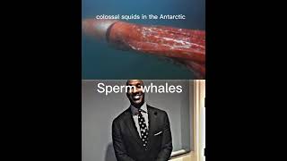 Colossal squids vs sperm whales