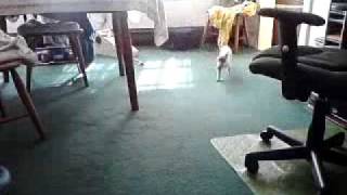 Blue Point Siamese plays fetch.