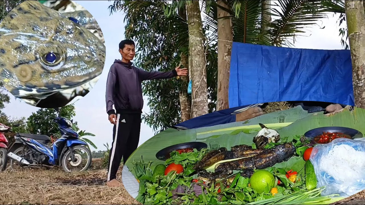 Tập34_ Trải nghiệm cuộc sống săn băt ll Cá lóc nướng trui lai rai lúc nữa đêm