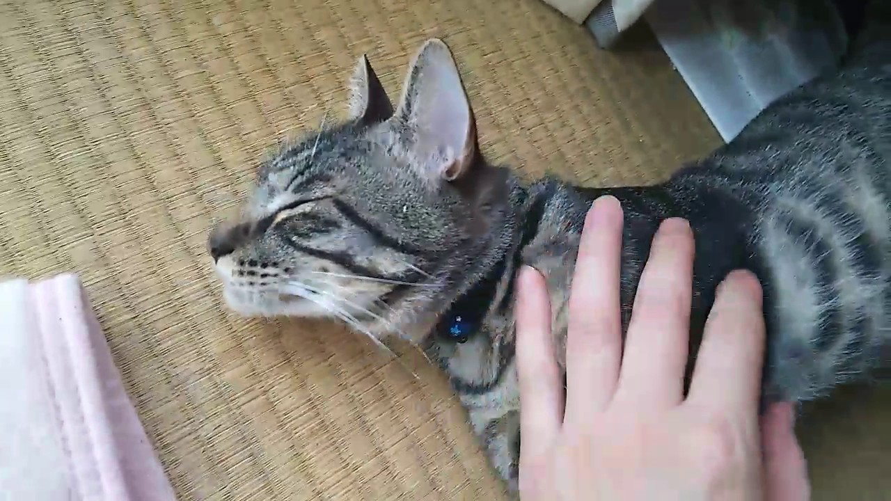 野良猫 を 拾っ たら