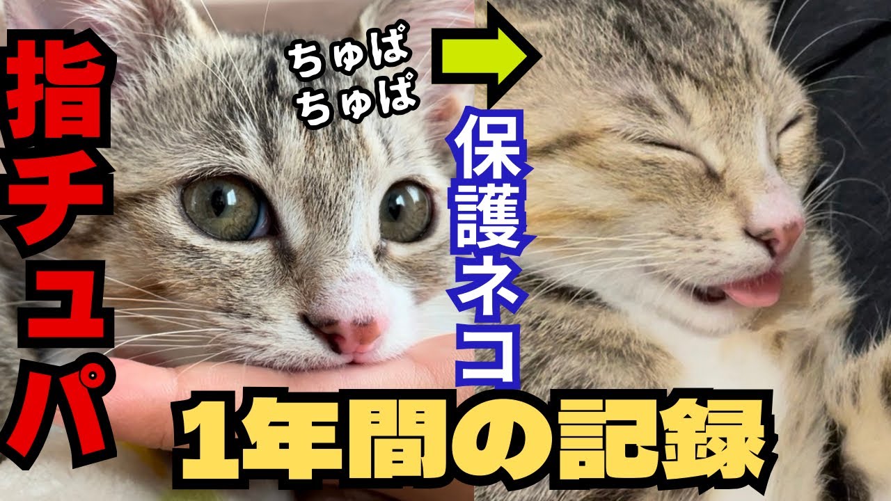 指チュパネコの保護から1年記録