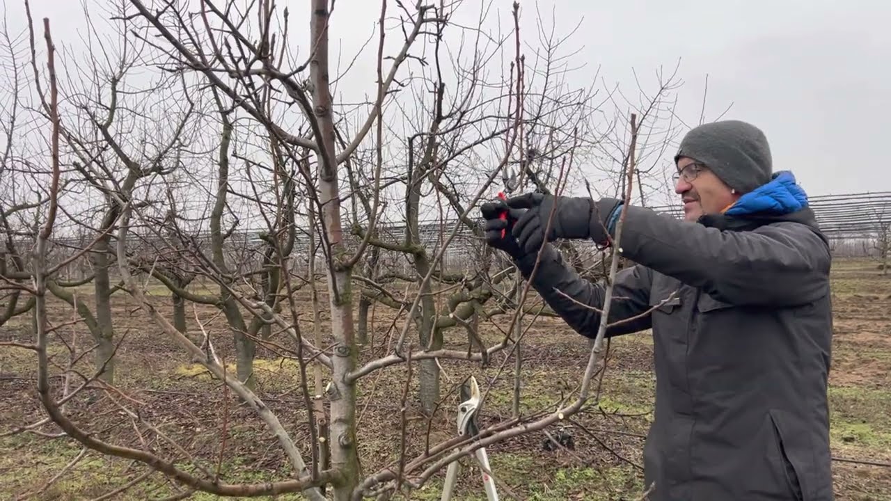 Körte metszés 2 ismeretlen fajta