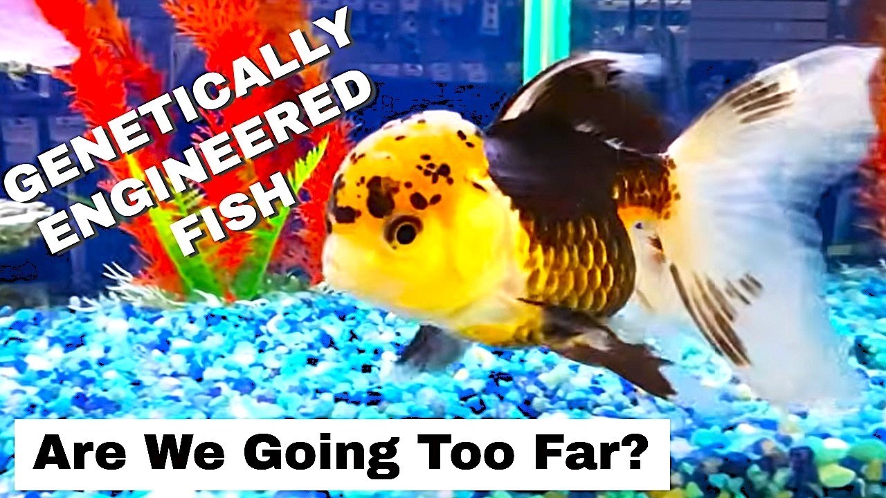 Is this GOOD or BAD for Our Fish Keeping Hobby?