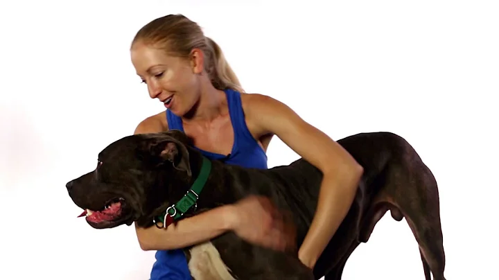 Meet Walter Munroe a Terrier American Pit Bull cur...