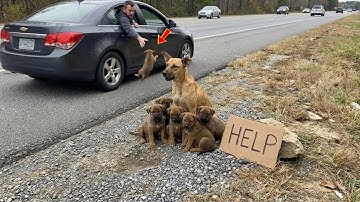 De harteloze man die een hondenfamilie in de steek liet - en de tranentrekkende reddingsoperatie ...
