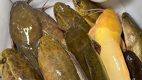 48h Cắm Câu Vùng Biên Trúng Luồng Cá Lóc Lớn Dính Lia Lịa Phần 1