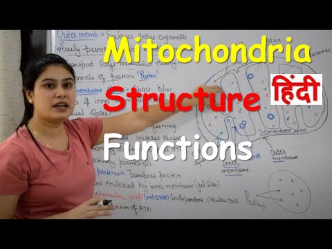 Video: Si funksionon mitokondria me kloroplastin?