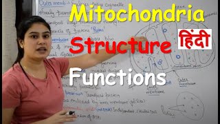 Mitochondria in Hindi | Cell Organelles | Structure | Functions