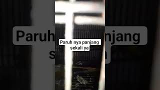 burung unik yang mempunyai paruh panjang #kicaumania #like #burung #subscribe #pecintaburung