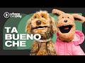 ¿Qué piensan los perros de los humanos? PACHE Y PLUMIS de TA BUENO CHE en #OlvidateDeTodo