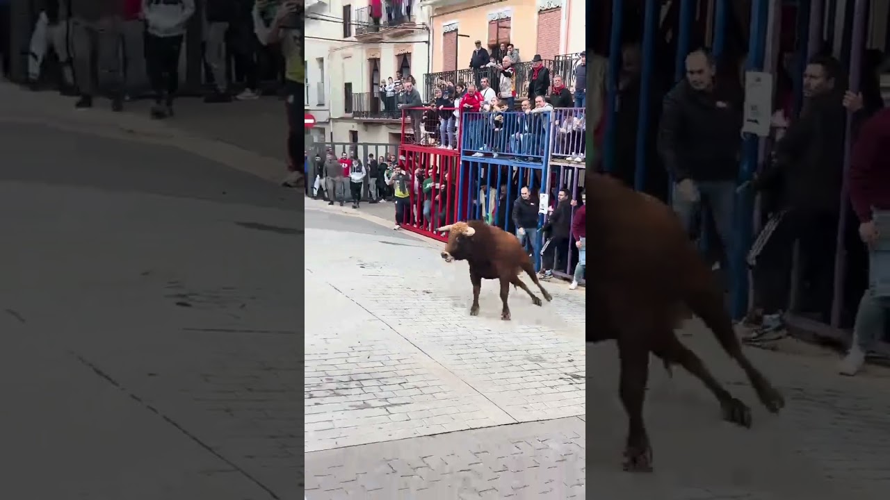 Scary Bull 😱🐂 Chase 