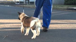 Apexx Akitas Zila on the Rise