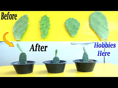 How to propagate of bunny ear cactus with fully update / cacti