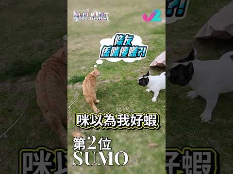 【《超級毛特兒大賽》- 最 戇居狗狗系列】