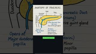Anatomy of Pancreas #anatomy #diagram #biology #zoology #pancreas #viralshorts #trendingshorts #vira