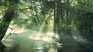 5-4-3-2-1 Mindfulness Meditation | Grounding Exercise for Anxiety &amp; Stress