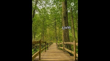 تلاوة طيبة للشيخ ماجد الزامل quran#