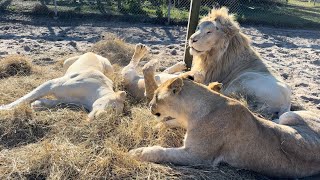 Lions Playing In Hay