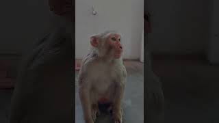 monkey funny ? Roshan Sindhi animal video amazing comedy ???????????