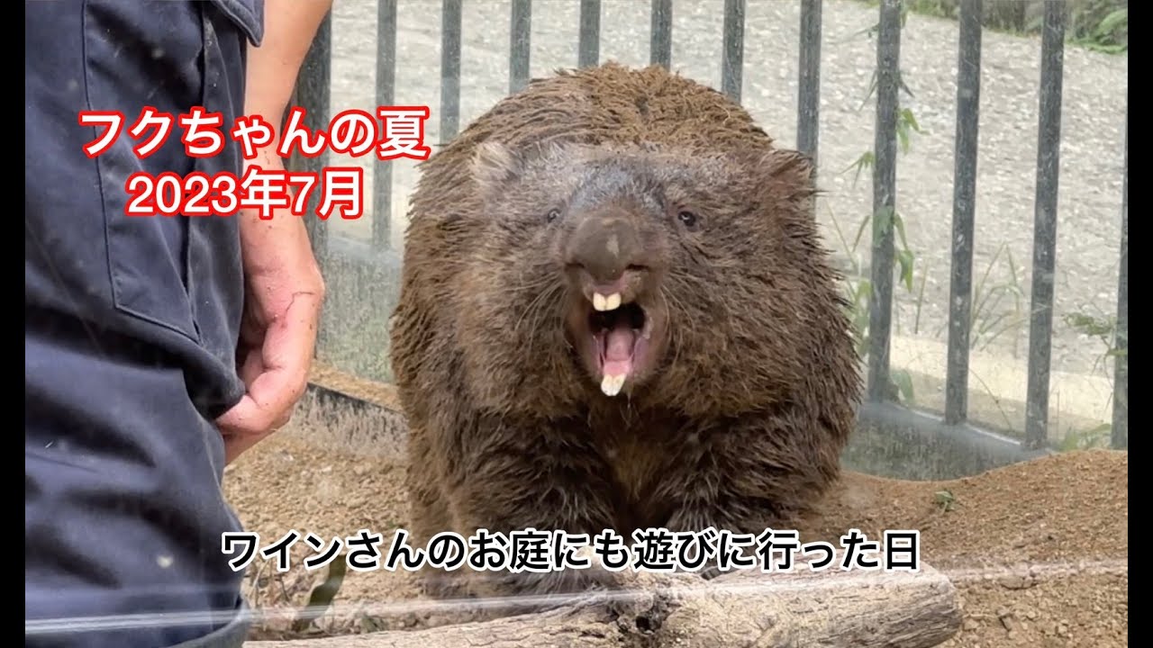 【wombat】ウォンバットのフクちゃんの夏2023年7月　ワイン庭にも遊びに行った日(五月山動物園)