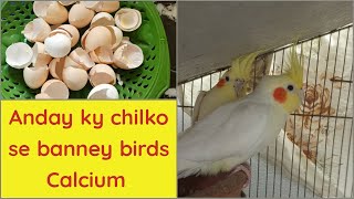 Anday ky chilko se banney birds calcium || birds calcuim from egg shells