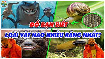 Tiết lộ sốc về loài sinh vật nào có nhiều răng nhất