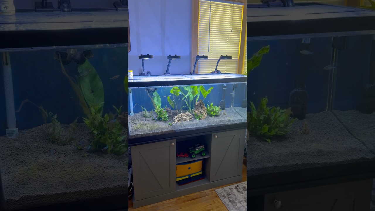 Freshwater Rainbow fish Tank