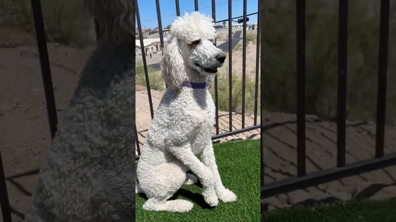 Just a Poodle Being Beautiful in the Sun ☀️🐩 #shorts