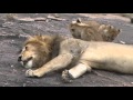 Male Lion in the Mara with his cubs.