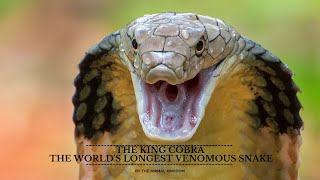 King Cobra The Worlds Longest And Most Fearsome Venomous Snake