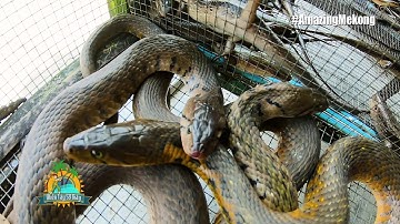 TAY KHÔNG BẮT RẮN, đặc sản mùa nước nổi miền Tây. Nước càng nhiều, rắn càng rẻ!!