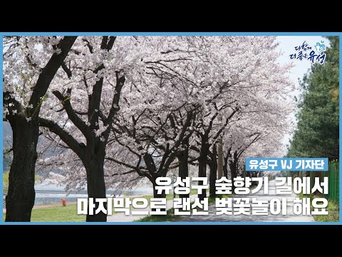 [유성구VJ기자단] 유성구 숲향기길에서 랜선 벚꽃놀이 해요 ｜유성구 숲향기길｜벚꽃 랜선여행