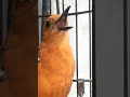 Kicauan anis merah ngeplong pagi hari bagus untuk burung macet bunyi ataupun belum pernah ngeplong