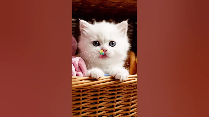 Watch the video about The Funniest Cats Compilation 2025 😹 | Try Not to Laugh Challenge!#catshorts #cat #petlovers