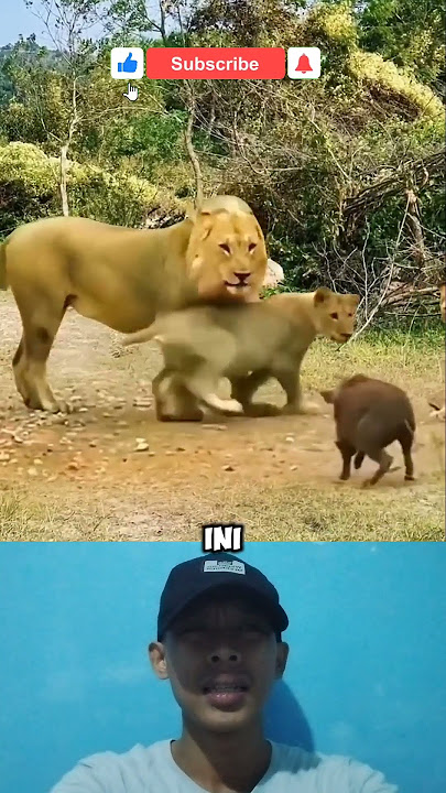 singa menyerang babi || pertarungan hewan buas #animals #fakesituation #reaction #shorts