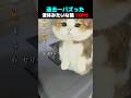 過去一バズった ! ? 液体みたいな猫 TOP6