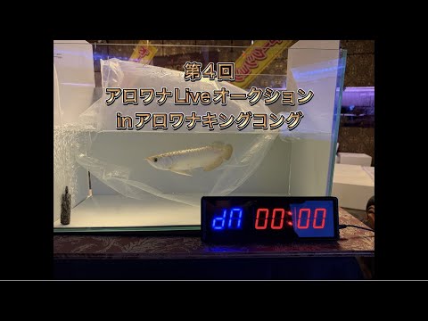 第4回アロワナLiveオークションinキングコング - YouTube