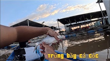 Câu cá sông, Mùa nước đổ cá cóc về nhiều cả nhà ơi - K.Fishing #42