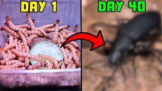 I saved these "worms'' from a pet store...they transformed