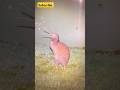 Creepiest Sound Of Kiwi Bird Call Shorts Sound Creepiest Sound Of Kiwi Bird Call Shorts Sound