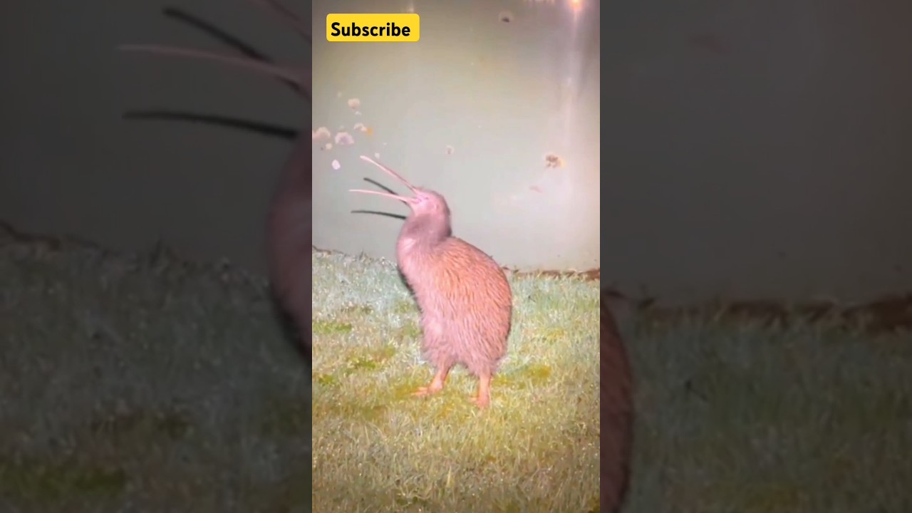 creepiest sound of kiwi bird call 