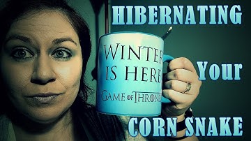 HIBERNATING Your Corn Snakes!?