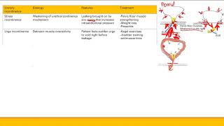 Urinary Incontinence Renal System Step 1 Simplified