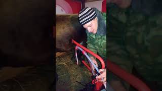 Турецкий доильный аппарат для дома 1 часть. Турецкий доильный аппарат для дома 1 часть.