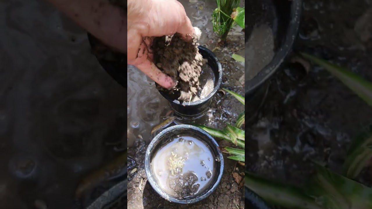 اسهل طريقة لإكثار نبات گرن الغزال والعناية به ⚘️جنتي حديقتي⚘️