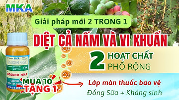 Quản lý cả nấm và vi khuẩn trong mùa mưa| Dosuka MKA kết hợp gốc Đồng và kháng sinh tác động mạnh
